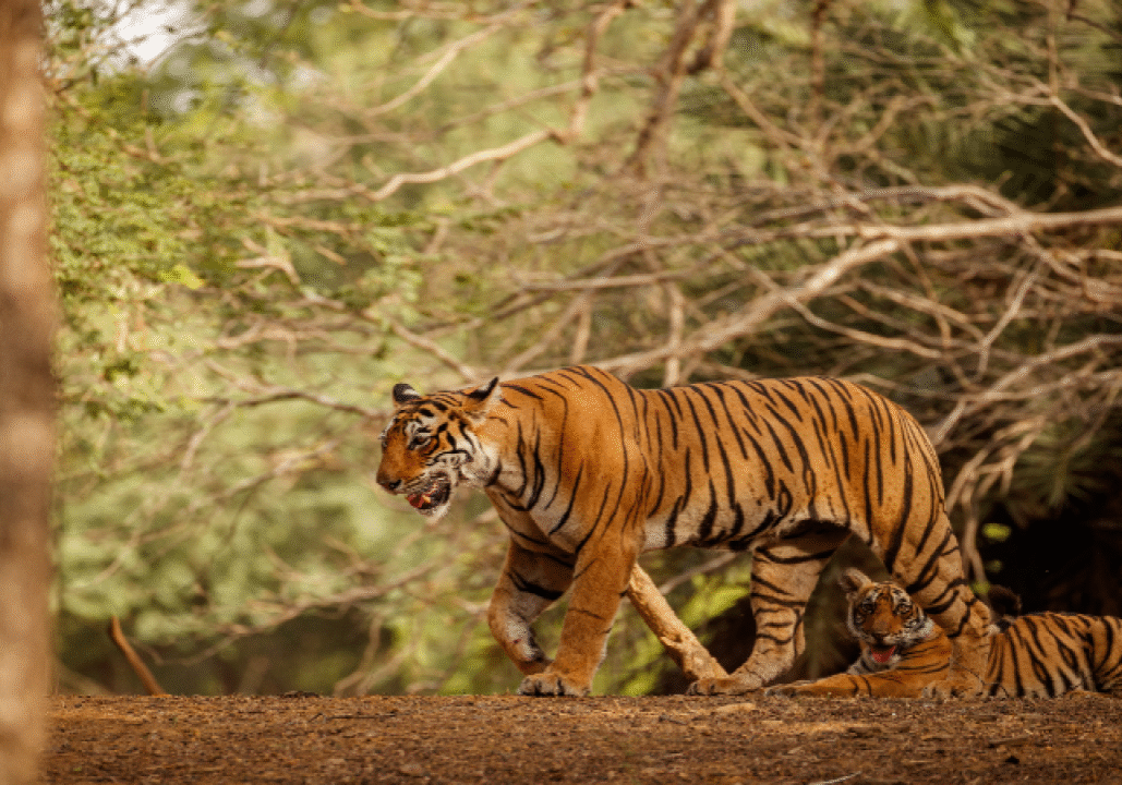 Sariska-Tiger-Reserve-paradise-farms-img29019a Sariska-Tiger-Reserve-paradise-farms-img29019a